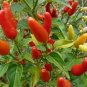 Heirloom Hawaii Red Yellow Pod Chili Pepper Organic 50 PCS Seeds