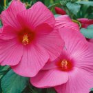 Heirloom Hibiscus Moscheutos Mixed 20 PCS seeds