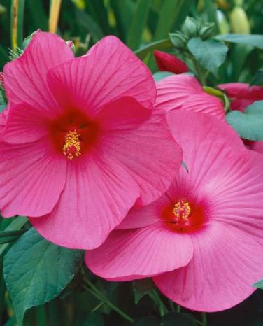 Heirloom Hibiscus Moscheutos Mixed 20 PCS seeds