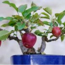 Heirloom Indoor Bonsai Red Apple Tree 10 PCS Seeds Heirloom Indoor Bonsai Red Apple Tree 10 PCS Seeds