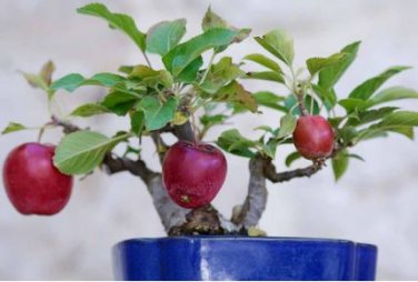 Heirloom Indoor Bonsai Red Apple Tree 10 PCS Seeds