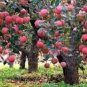 Heirloom Indoor Bonsai Red Apple Tree 10 PCS Seeds