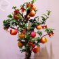 Heirloom Indoor Bonsai Red Apple Tree 10 PCS Seeds