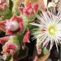 Heirloom Interesting Mesembryanthemum Crystallinum Succulent Plant 100 PCS Seeds