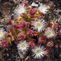 Heirloom Interesting Mesembryanthemum Crystallinum Succulent Plant 100 PCS Seeds