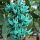 Heirloom Jade Vine 'Strongylodon Macrobotrys' Flower 5 PCS Seeds