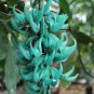 Heirloom Jade Vine 'Strongylodon Macrobotrys' Flower 5 PCS Seeds