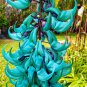 Heirloom Jade Vine 'Strongylodon Macrobotrys' Flower 5 PCS Seeds