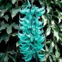 Heirloom Jade Vine 'Strongylodon Macrobotrys' Flower 5 PCS Seeds