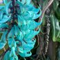 Heirloom Jade Vine 'Strongylodon Macrobotrys' Flower 5 PCS Seeds