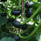 Heirloom Japanese Black Pumpkin Vegetables 10 PCS Seeds