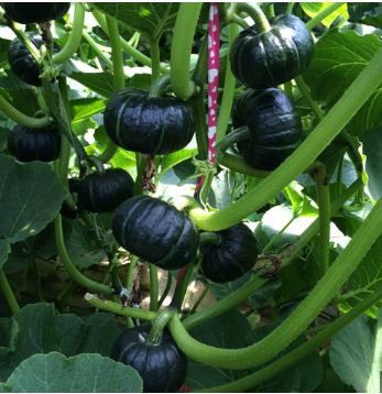 Heirloom Japanese Black Pumpkin Vegetables 10 PCS Seeds