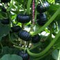 Heirloom Japanese Black Pumpkin Vegetables 10 PCS Seeds