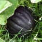 Heirloom Japanese Black Pumpkin Vegetables 10 PCS Seeds