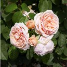 Heirloom Lady Gardener Double Bloom Light Orange Rose 50 PCS Seeds