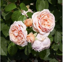 Heirloom Lady Gardener Double Bloom Light Orange Rose 50 PCS Seeds
