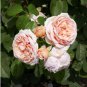 Heirloom Lady Gardener Double Bloom Light Orange Rose 50 PCS Seeds