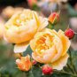 Heirloom Lady Gardener Double Bloom Light Orange Rose 50 PCS Seeds