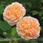 Heirloom Lady Gardener Double Bloom Light Orange Rose 50 PCS Seeds
