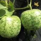 Heirloom Large Apple Gourd Lagenaria Siceraria 10 PCS Seeds Heirloom Large Apple Gourd Lagenaria Siceraria 10 PCS Seeds