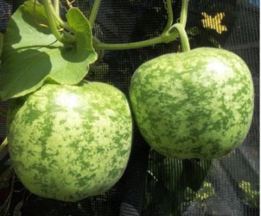 Heirloom Large Apple Gourd Lagenaria Siceraria 10 PCS Seeds