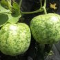 Heirloom Large Apple Gourd Lagenaria Siceraria 10 PCS Seeds