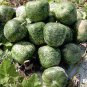 Heirloom Large Apple Gourd Lagenaria Siceraria 10 PCS Seeds