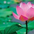 Heirloom Large Yellow Pink Nelumbo Nucifera Lotus 'Rising Sun' Flower 1 PCS Seeds