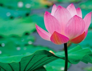Heirloom Large Yellow Pink Nelumbo Nucifera Lotus 'Rising Sun' Flower 1 PCS Seeds