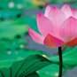 Heirloom Large Yellow Pink Nelumbo Nucifera Lotus 'Rising Sun' Flower 1 PCS Seeds