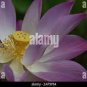 Heirloom Large Yellow Pink Nelumbo Nucifera Lotus 'Rising Sun' Flower 1 PCS Seeds