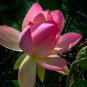 Heirloom Large Yellow Pink Nelumbo Nucifera Lotus 'Rising Sun' Flower 1 PCS Seeds