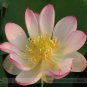 Heirloom Large Yellow Pink Nelumbo Nucifera Lotus 'Rising Sun' Flower 1 PCS Seeds