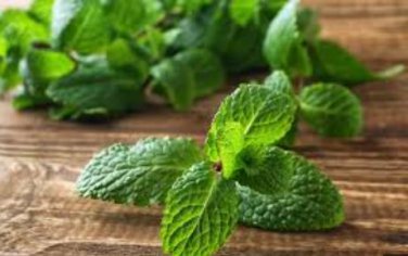 Heirloom Lemon Balm 20 PCS Seeds