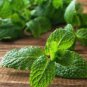 Heirloom Lemon Balm 20 PCS Seeds
