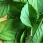 Heirloom Lemon Basil (Ocimum Basilicum citriodorum) 20 PCS Seeds
