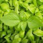 Heirloom Lemon Basil (Ocimum Basilicum citriodorum) 20 PCS Seeds