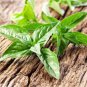Heirloom Lemon Basil (Ocimum Basilicum citriodorum) 20 PCS Seeds