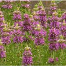 Heirloom Lemon Mint 20 PCS Seeds Heirloom Lemon Mint 20 PCS Seeds