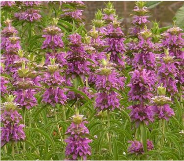 Heirloom Lemon Mint 20 PCS Seeds