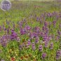 Heirloom Lemon Mint 20 PCS Seeds