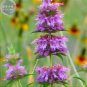Heirloom Lemon Mint 20 PCS Seeds