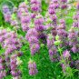 Heirloom Lemon Mint 20 PCS Seeds
