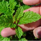 Heirloom Lemon Balm 20 PCS Seeds
