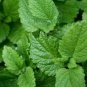Heirloom Lemon Balm 20 PCS Seeds