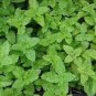 Heirloom Lemon Balm 20 PCS Seeds