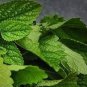 Heirloom Lemon Balm 20 PCS Seeds