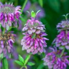 Heirloom Lemon Mint 20 PCS Seeds Heirloom Lemon Mint 20 PCS Seeds