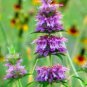 Heirloom Lemon Mint 20 PCS Seeds