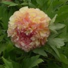Heirloom Light Fragrant Yellow Peony Flower 5 PCS Seeds Heirloom Light Fragrant Yellow Peony Flower 5 PCS Seeds